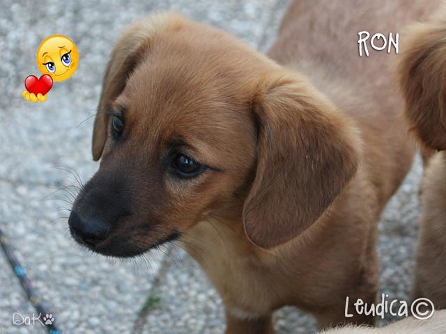 Buona vita Ron dei Potter Pups!
